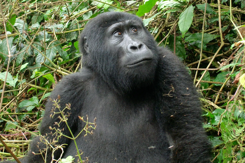 Silverback mountain gorilla in Bwindi Impenetrable Forest Photo