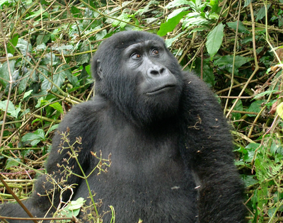 Silverback mountain gorilla in Bwindi Impenetrable Forest Photo