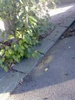 Tree and broken kerb-stone