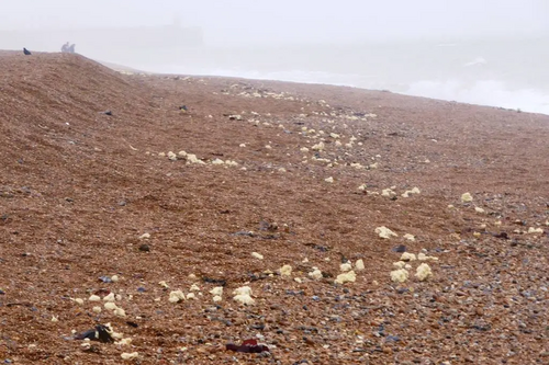 Palm Oil on beach