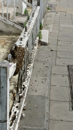 Bee swarm