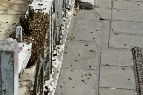 Bee swarm