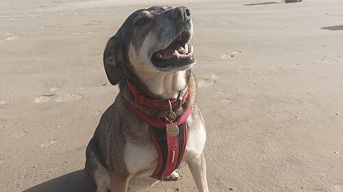 Happy dog on beach