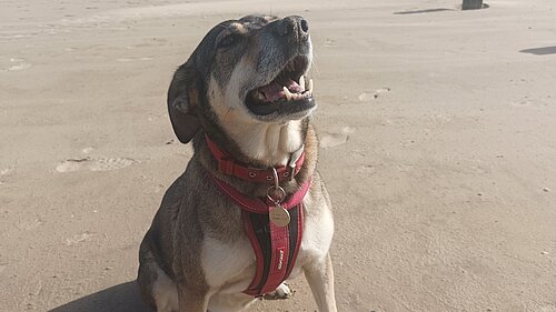 Happy dog on beach