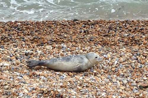 Seal on beach