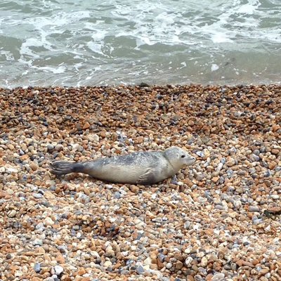 Seal on beach