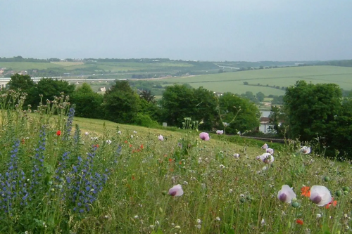 Image courtesy of Clem Rutter, Rochester, Kent. / CC BY-SA (http://creativecommons.org/licenses/by-sa/3.0/) Kent Downs fields / flowers