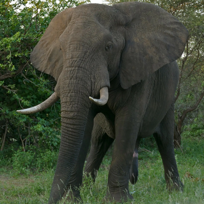 African Elephant