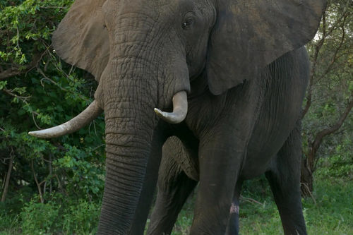 African Elephant