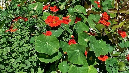 Flowers and plants