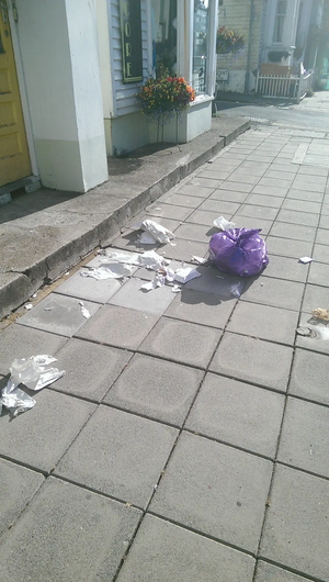 Waste from bin bags ripped apart by seagulls on street