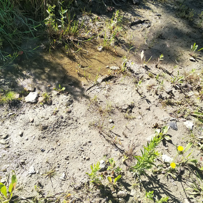 Standing water on development site