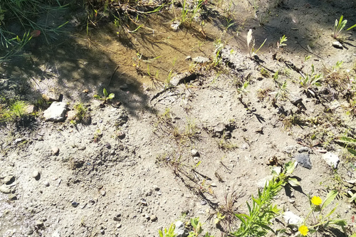 Standing water on development site