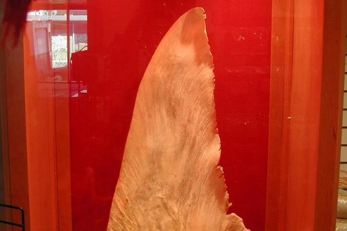 Shark fin for sale in Hong Kong