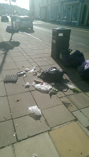 Waste from bin bags ripped apart by seagulls on street