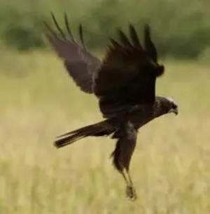 Marsh Harrier in flight [Photograph by Mohanram R. Kemparaju]